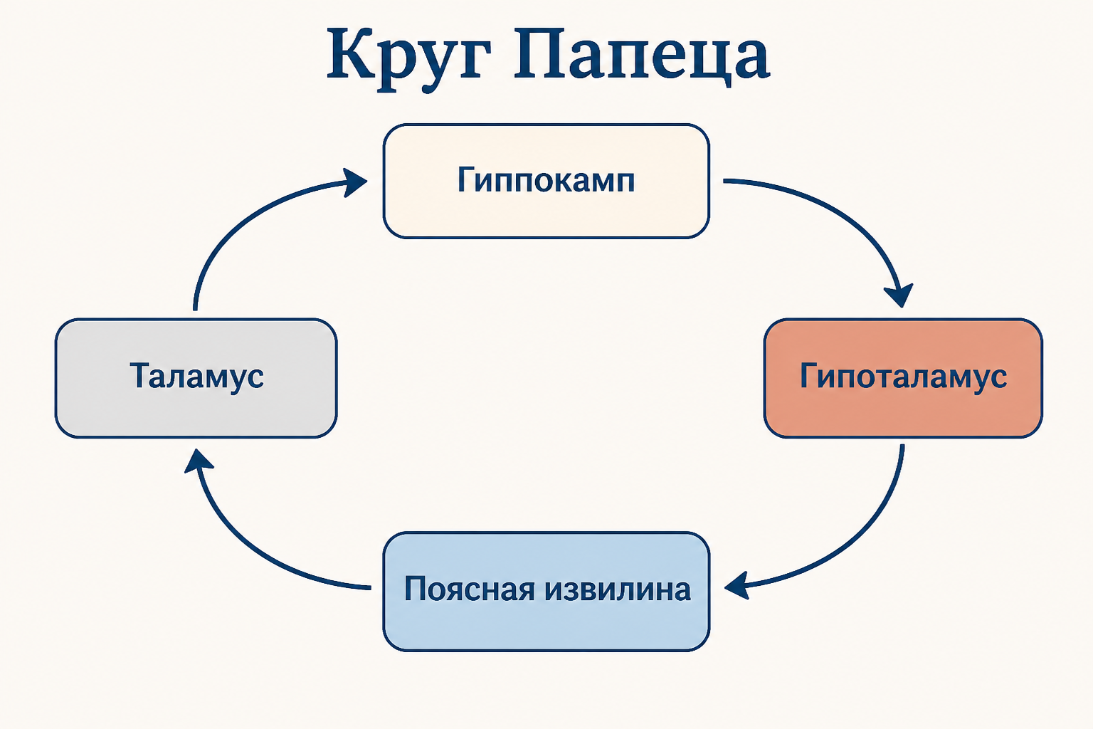 Круг Папеца как замкнутое кольцо: гиппокамп, гипоталамус, поясная извилина и таламус соединены стрелками