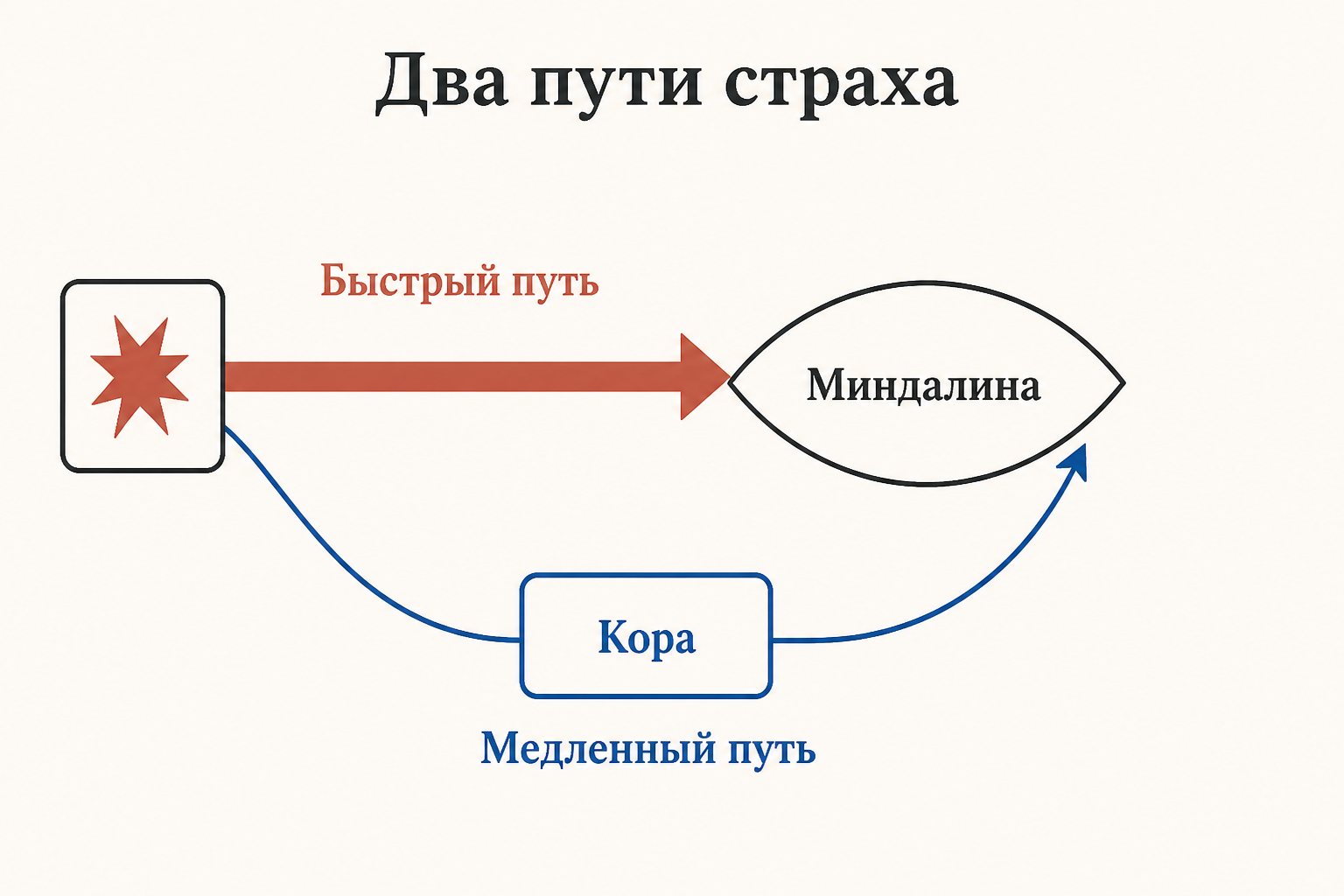 Сравнение двух путей страха: быстрый прямой путь через таламус и медленный путь через кору к миндалине