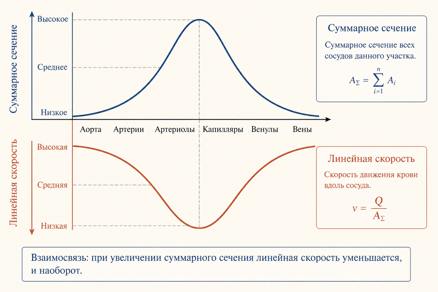 Взаимосвязь суммарного сечения сосудов и линейной скорости кровотока