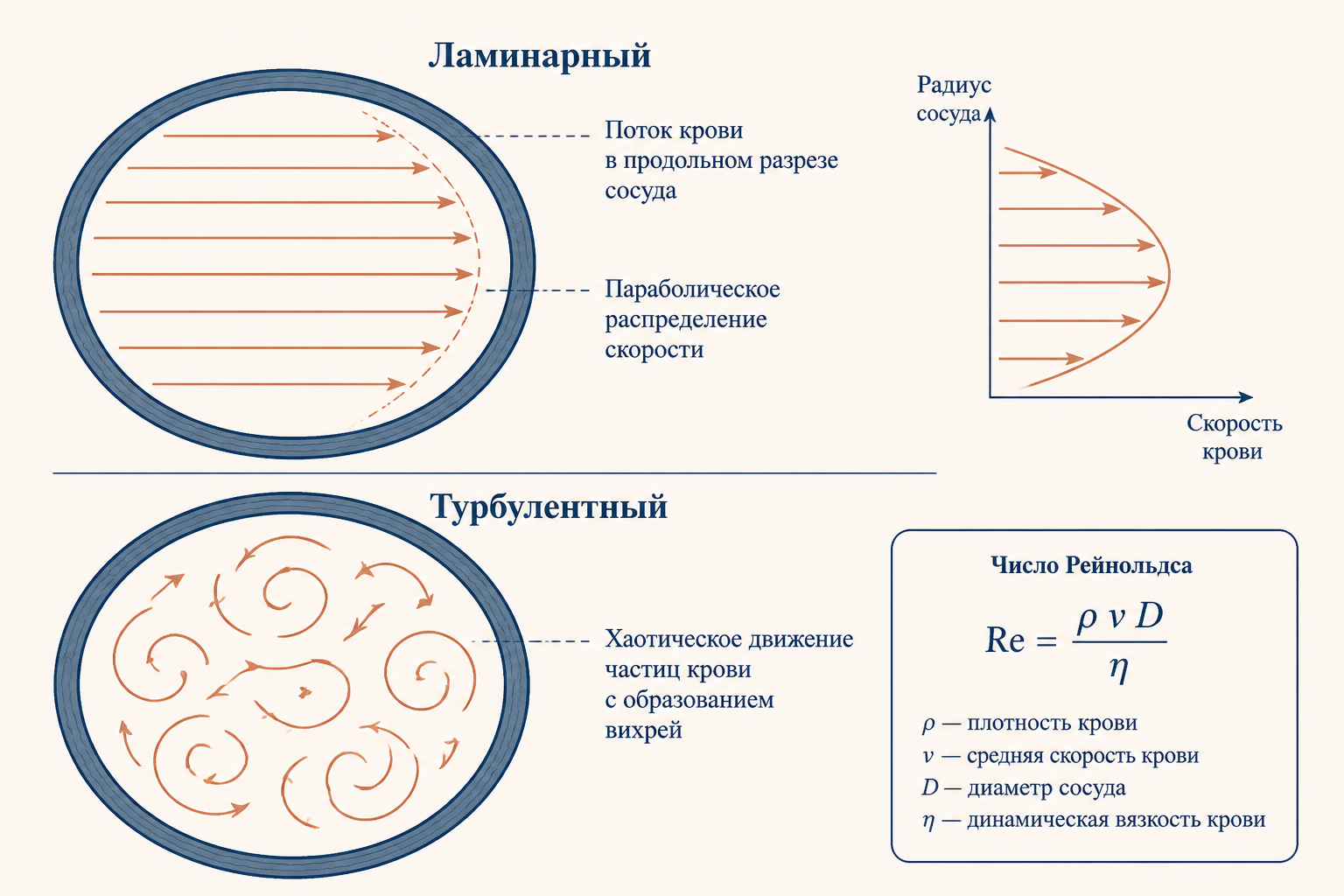 Ламинарный и турбулентный кровоток, число Рейнольдса