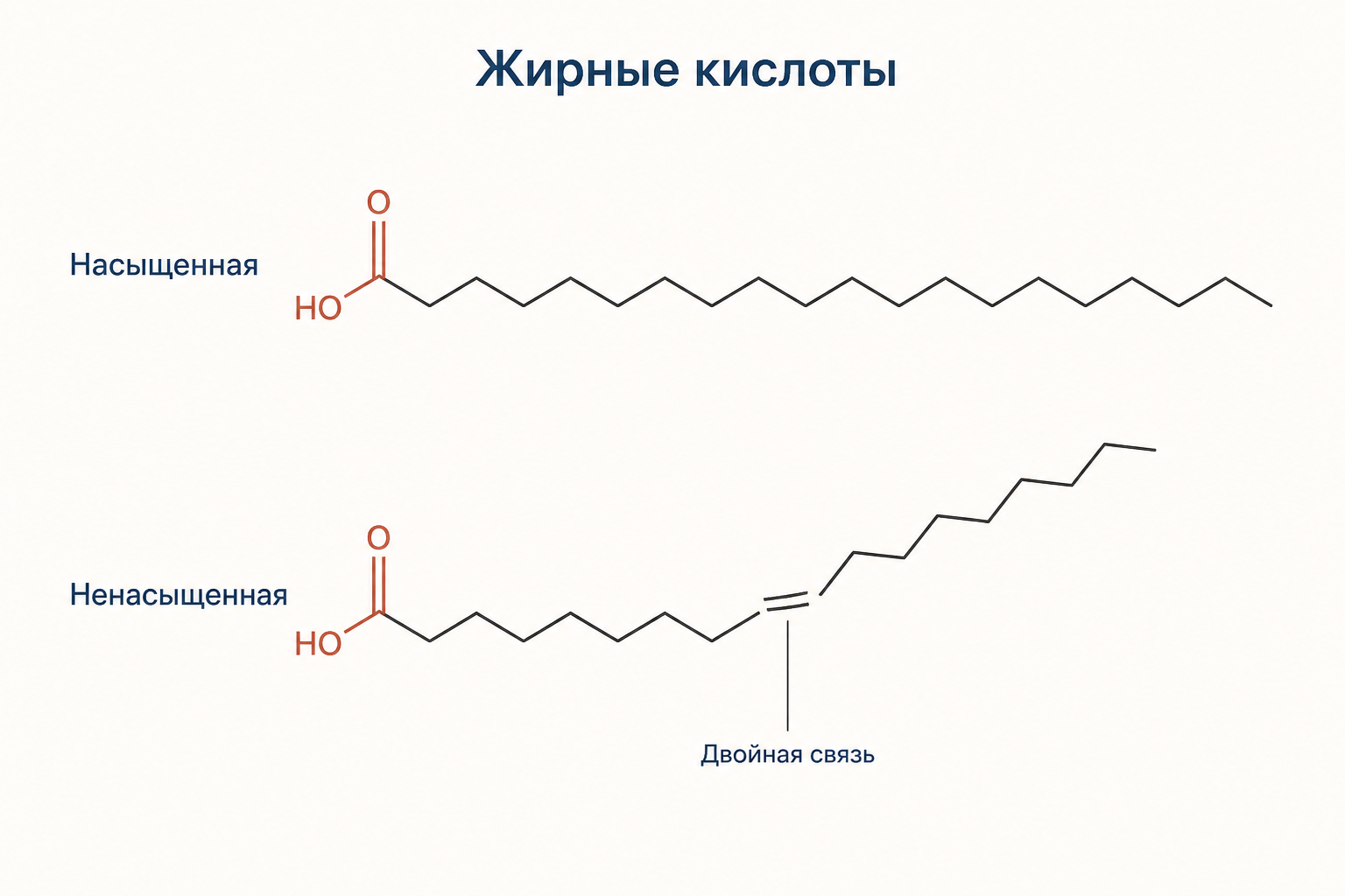 Насыщенная жирная кислота с прямой цепью и ненасыщенная с изгибом на двойной связи