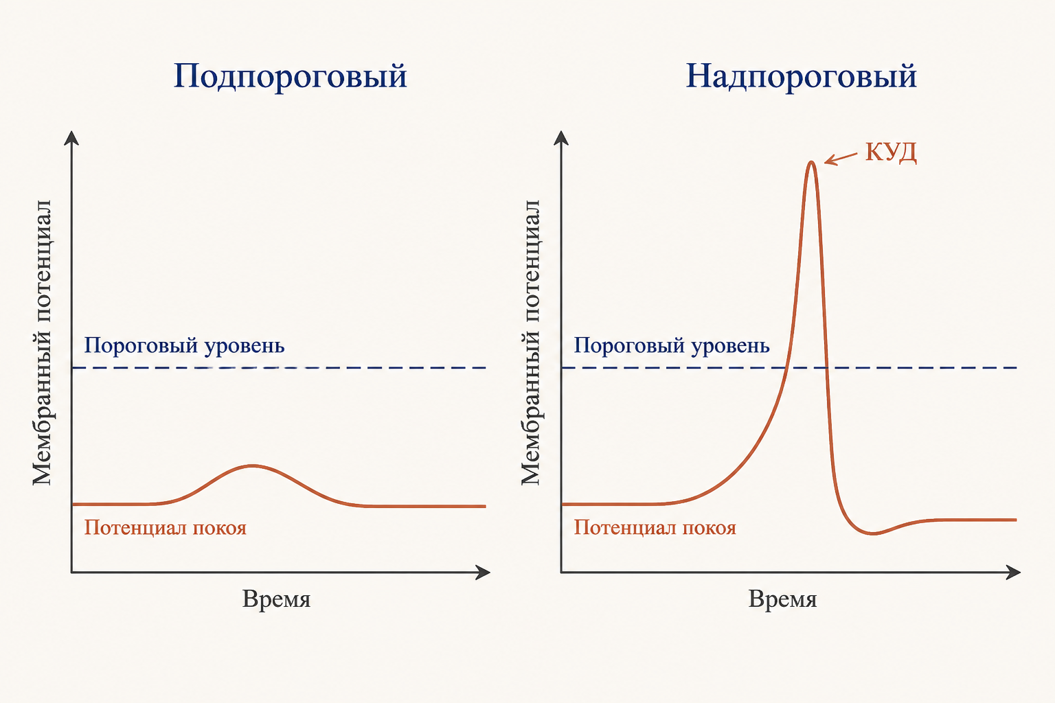 Сравнение подпорогового локального ответа и надпорогового потенциала действия по достижении КУД