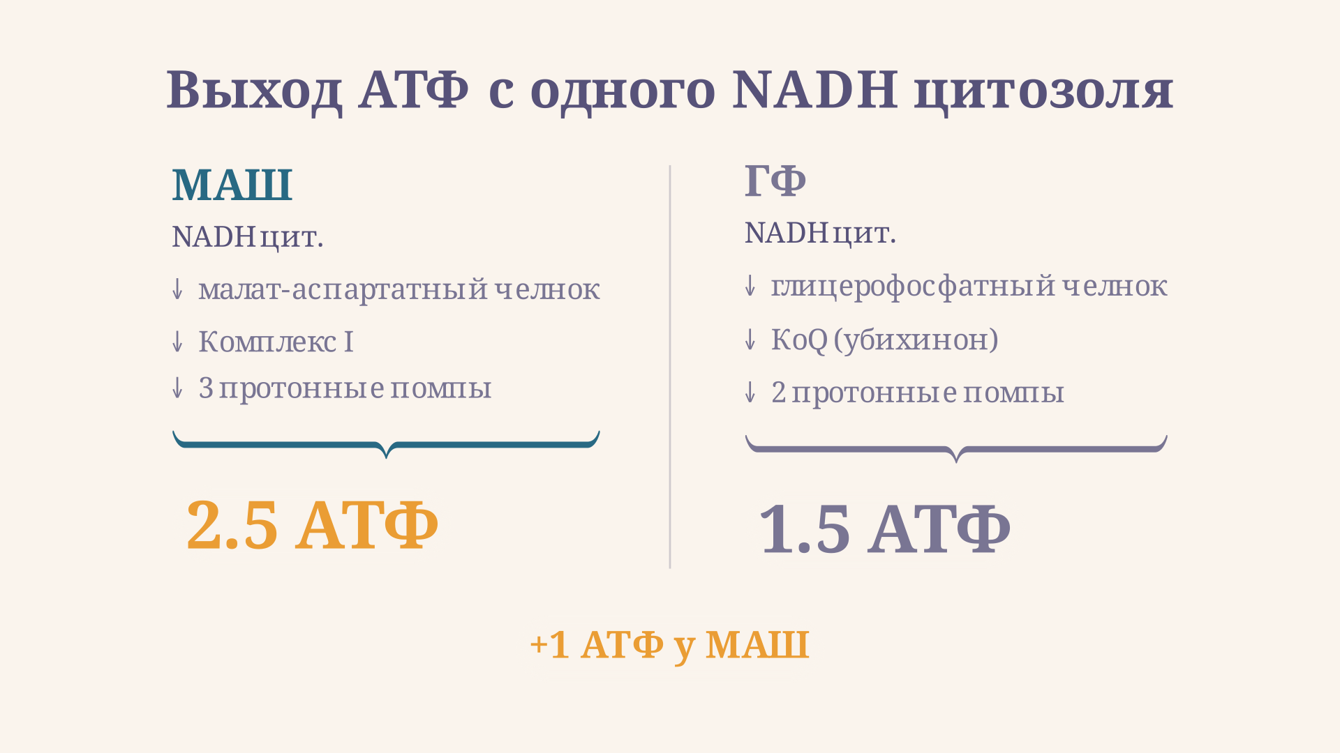 Сравнение МАШ и глицерофосфатного челнока: стрелки входа в цепь переноса электронов, число АТФ на одну молекулу восстановителя