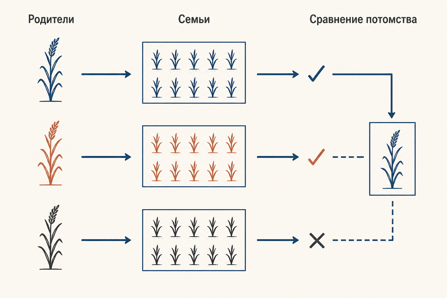 Индивидуальный и семейный отбор: отдельные растения дают подписанные семьи, которые сравнивают в одинаковых условиях