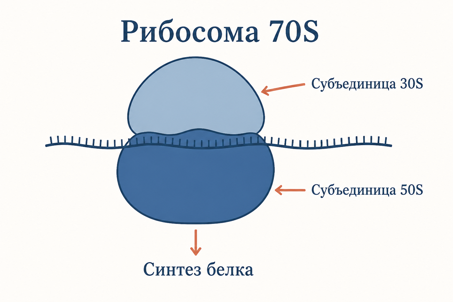 Схема бактериальной клетки с пятью мишенями антибиотиков: клеточная стенка, мембрана, рибосома, ДНК и синтез фолата