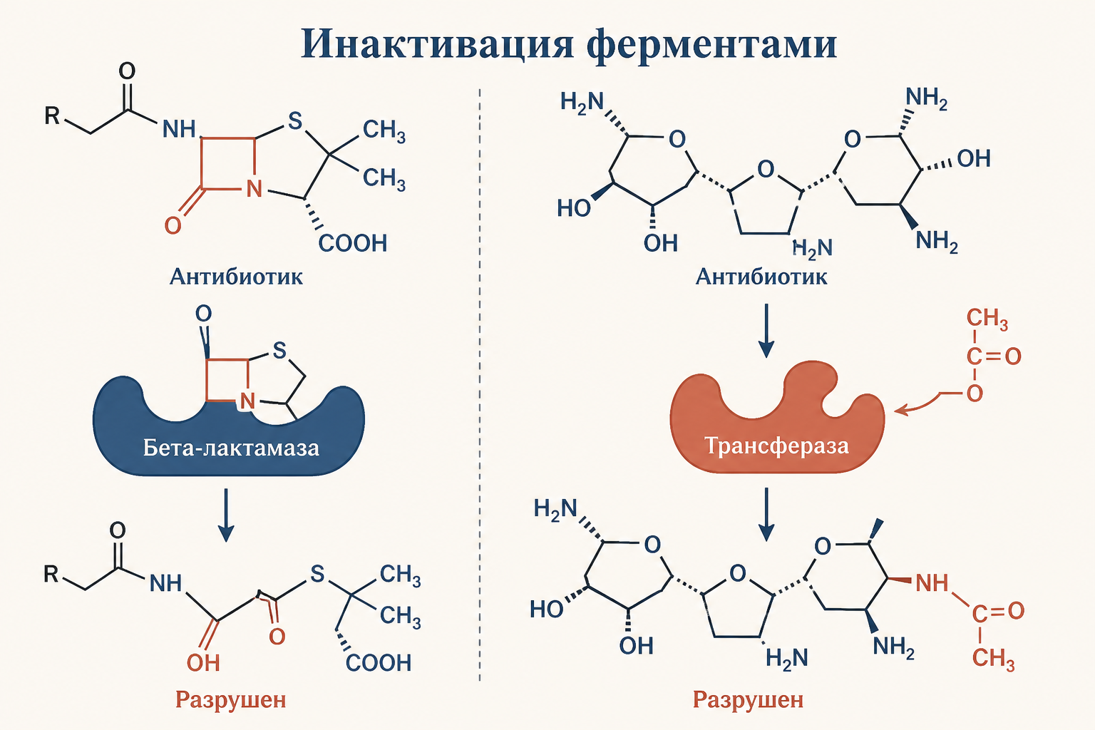 Схема ферментативной инактивации: бета-лактамаза гидролизует кольцо антибиотика, аминогликозидные ферменты модифицируют молекулу