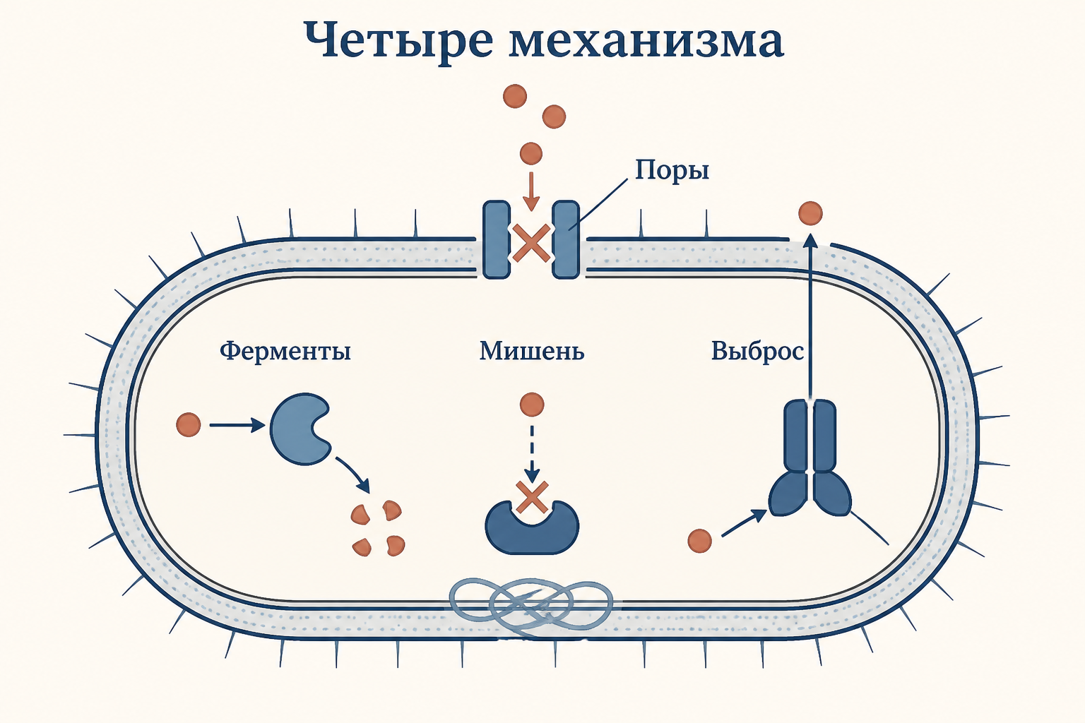 Четыре пути устойчивости: ферменты, изменение мишени, выброс, порины - схема на разрезе бактериальной клетки