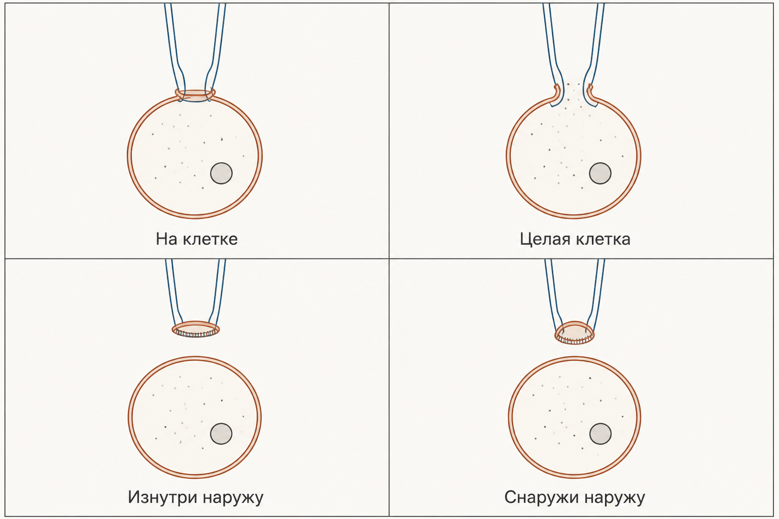 Четыре конфигурации пэтч-кламп: пипетка на целой клетке, прорванный участок, вырезанный фрагмент внутренней стороной наружу и фрагмент внешней стороной наружу