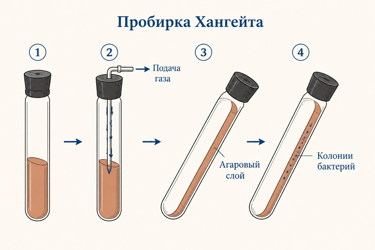 Техника посева методом Roll-tube и инъекционный метод для строгих анаэробов