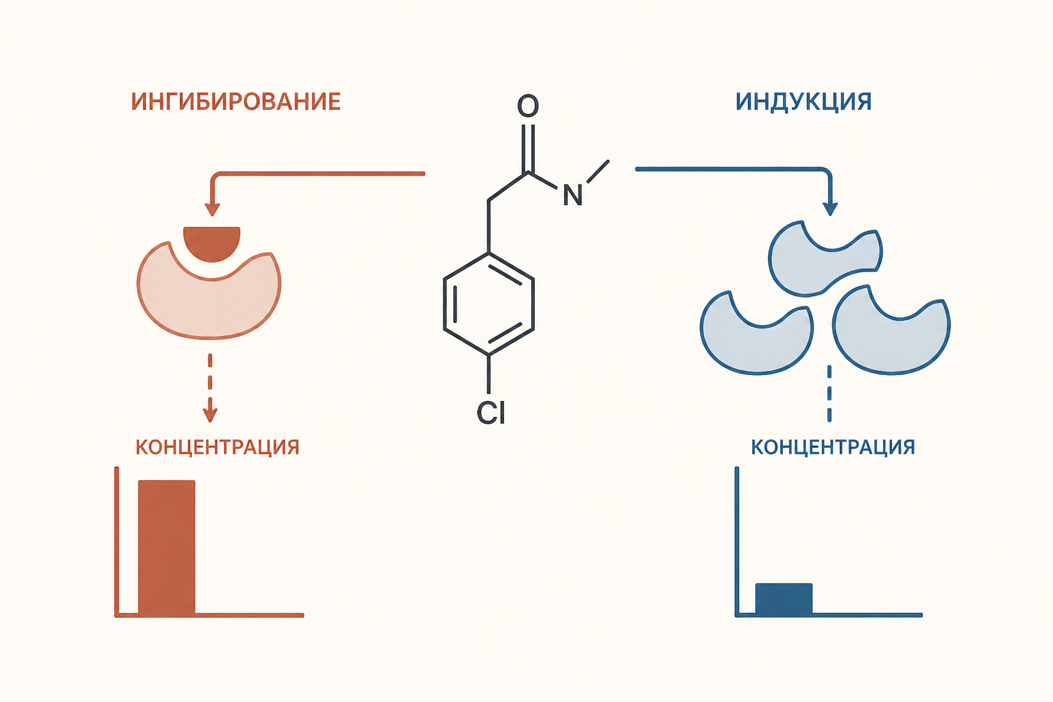 Диаграмма показывает, как ингибирование CYP3A4 повышает концентрацию субстрата, а индукция снижает её
