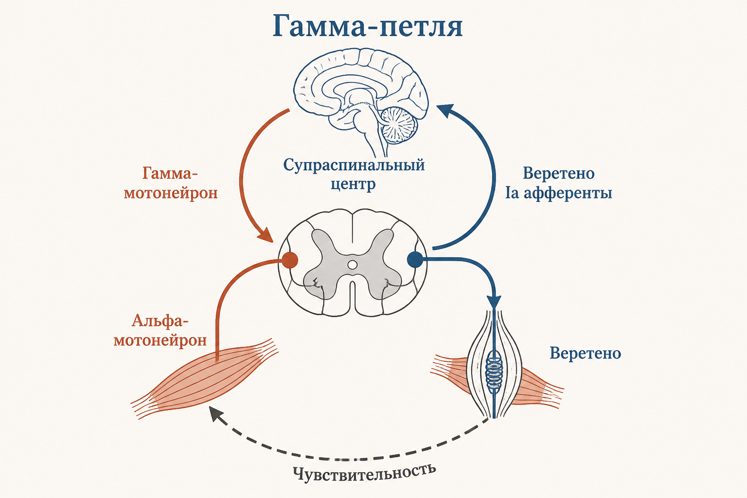 Гамма-петля и регуляция чувствительности мышечного веретена