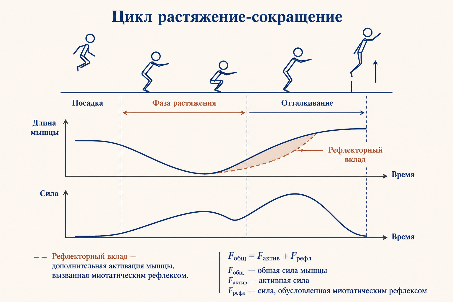 Цикл растяжение-сокращение и роль миотатического рефлекса в плиометрике