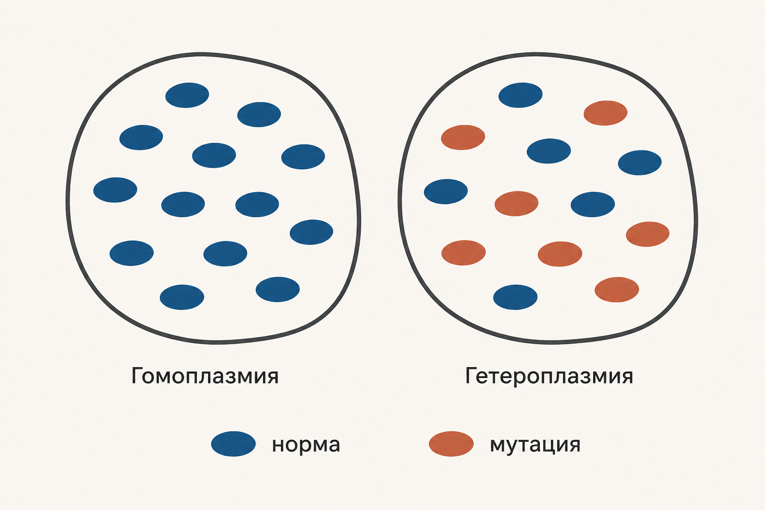 Клетка с гомоплазмией несёт одинаковые молекулы мтДНК, при гетероплазмии в одной клетке соседствуют нормальные и мутантные копии