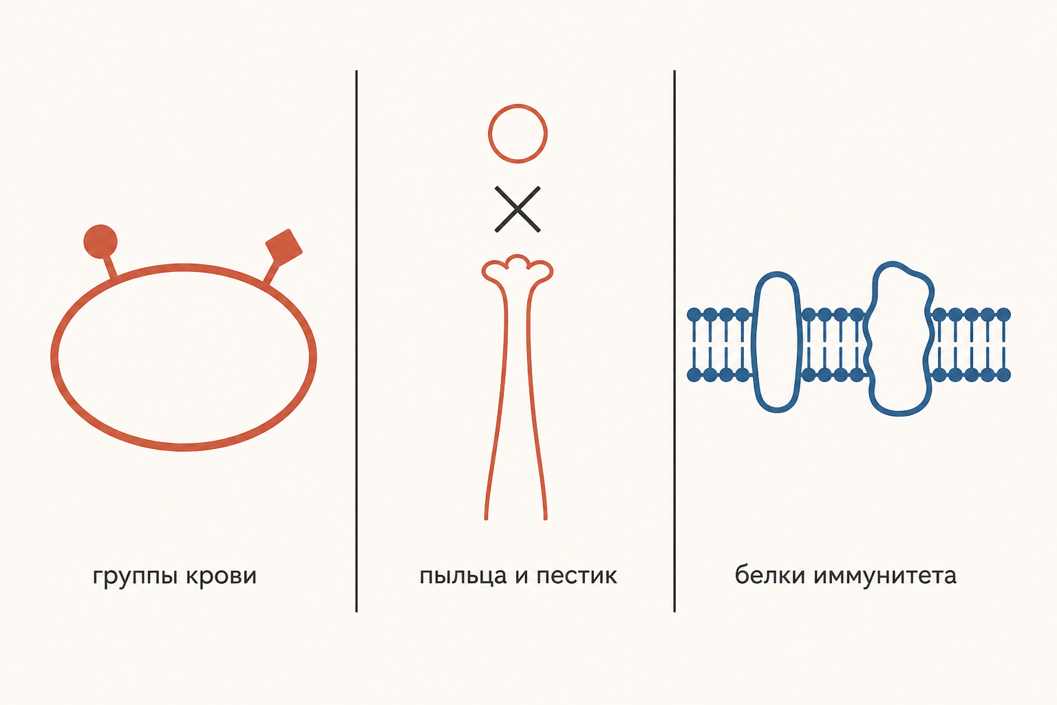 Три примера множественного аллелизма: антигены групп крови, несовместимость пыльцы и пестика, белки иммунитета