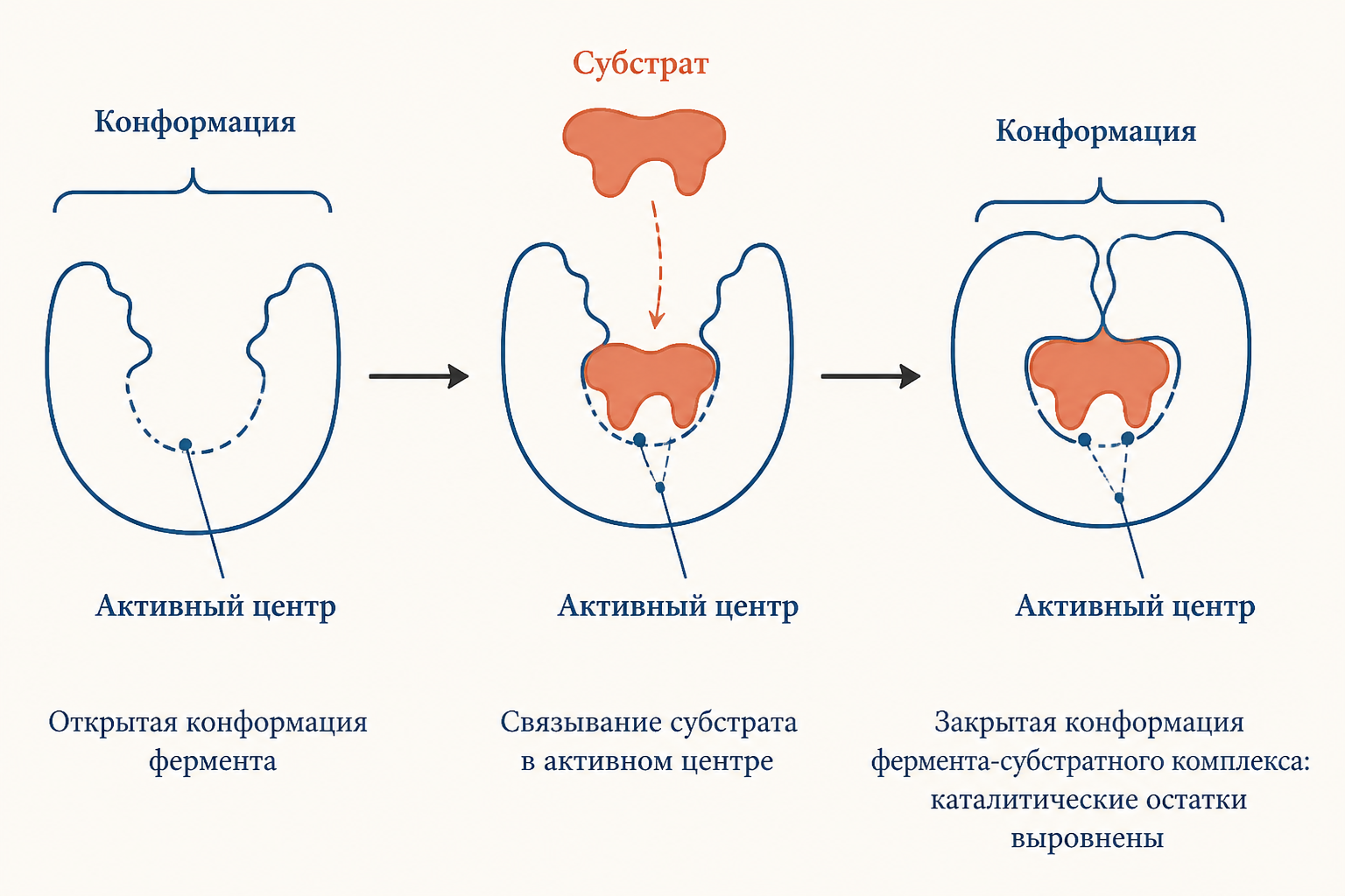 Схема индуцированного соответствия: открытый и закрытый активный центр фермента при связывании субстрата