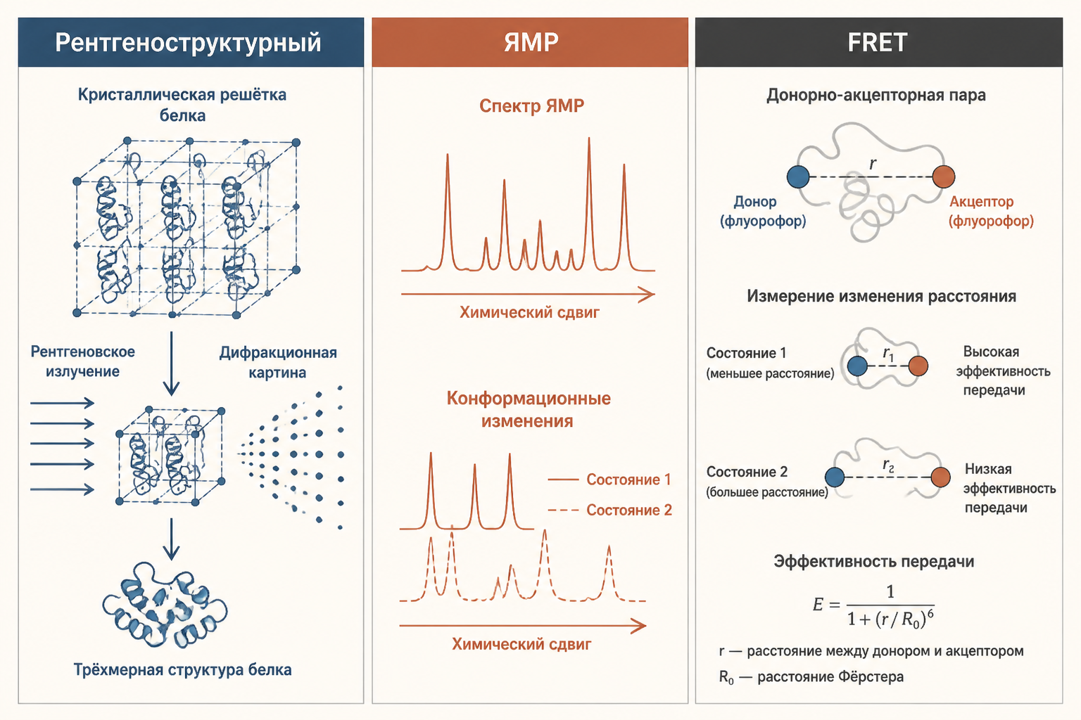 Сравнение трёх методов изучения конформационных изменений фермента: РСА, ЯМР и FRET