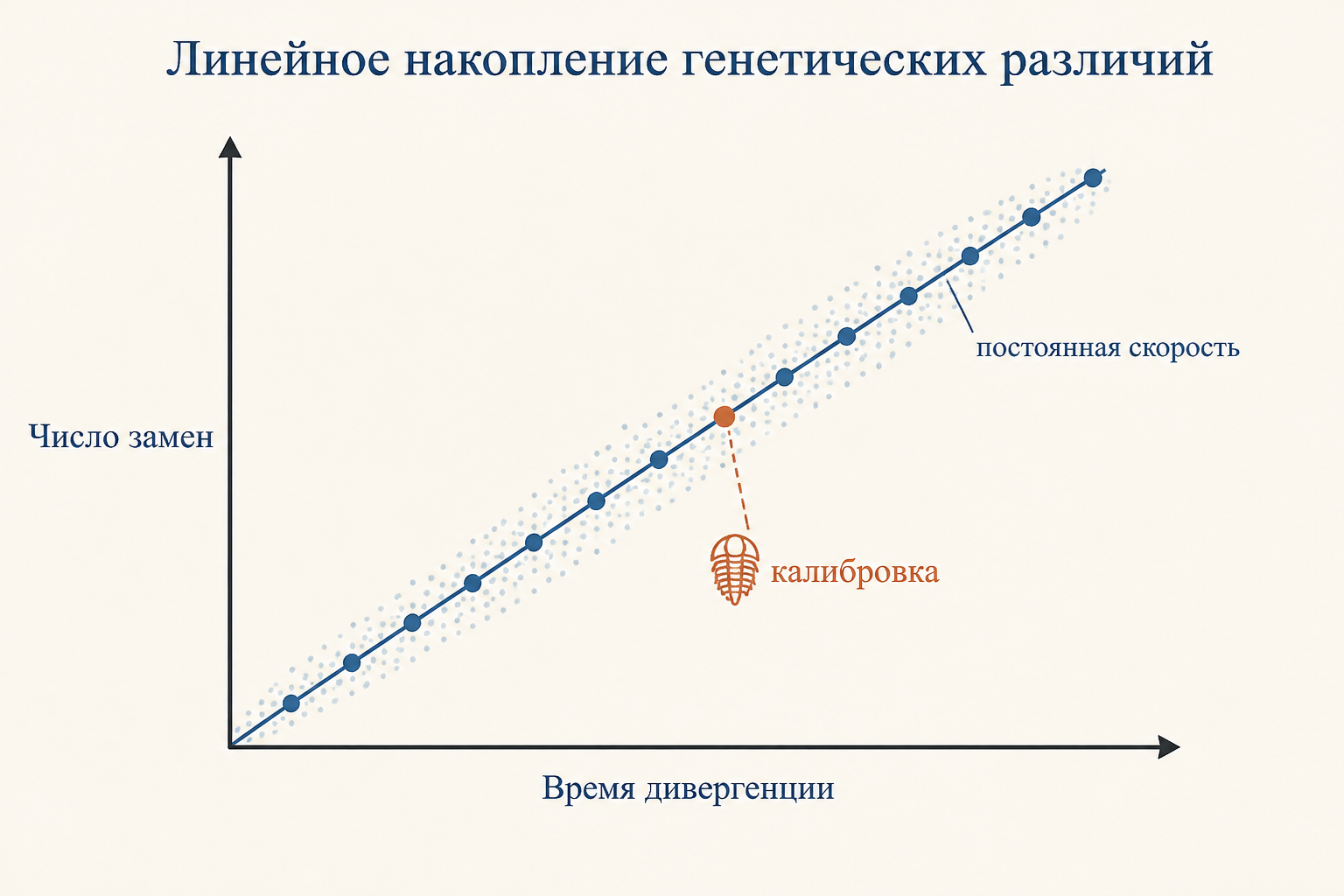 Молекулярные часы: две линии расходятся от общего предка, и в каждой независимо накапливаются мутации, число которых растёт со временем