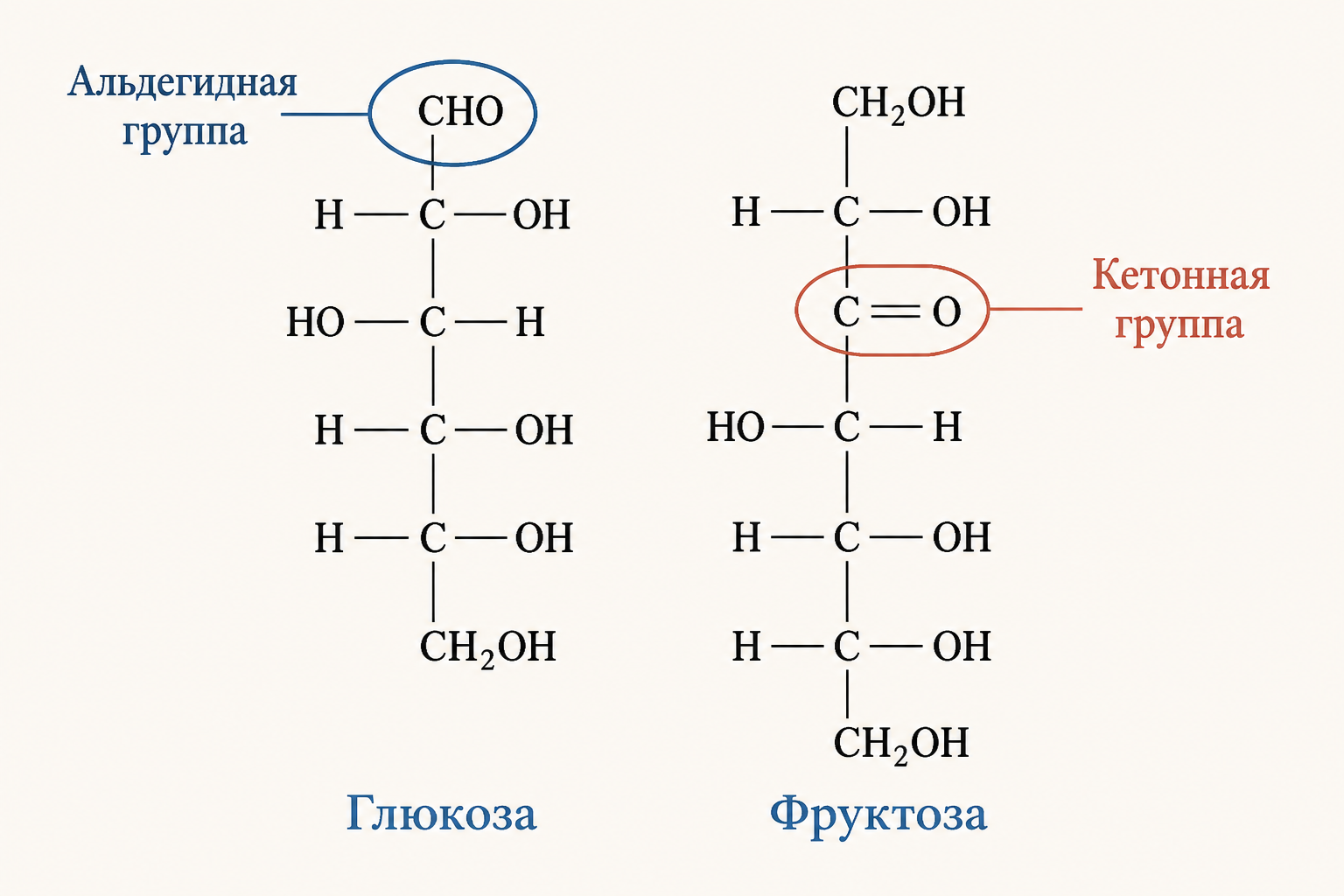 Открытые цепи глюкозы и фруктозы: слева альдегидная группа CHO на верхнем углероде, справа кетонная группа C равно O на втором атоме - главное различие альдоз и кетоз