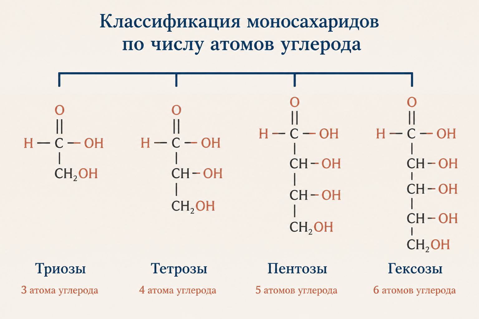Классификация моносахаридов по числу атомов углерода: триозы, тетрозы, пентозы и гексозы как короткие углеродные цепи возрастающей длины