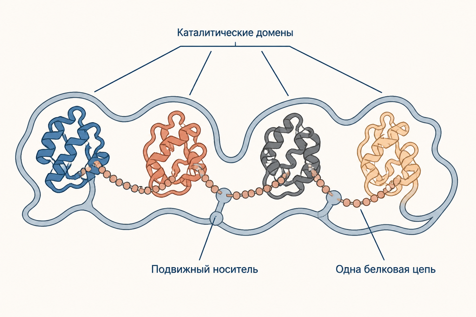 Схема мультифункционального фермента: одна белковая цепь с доменами, подвижный носитель переносит растущую цепь между каталитическими участками