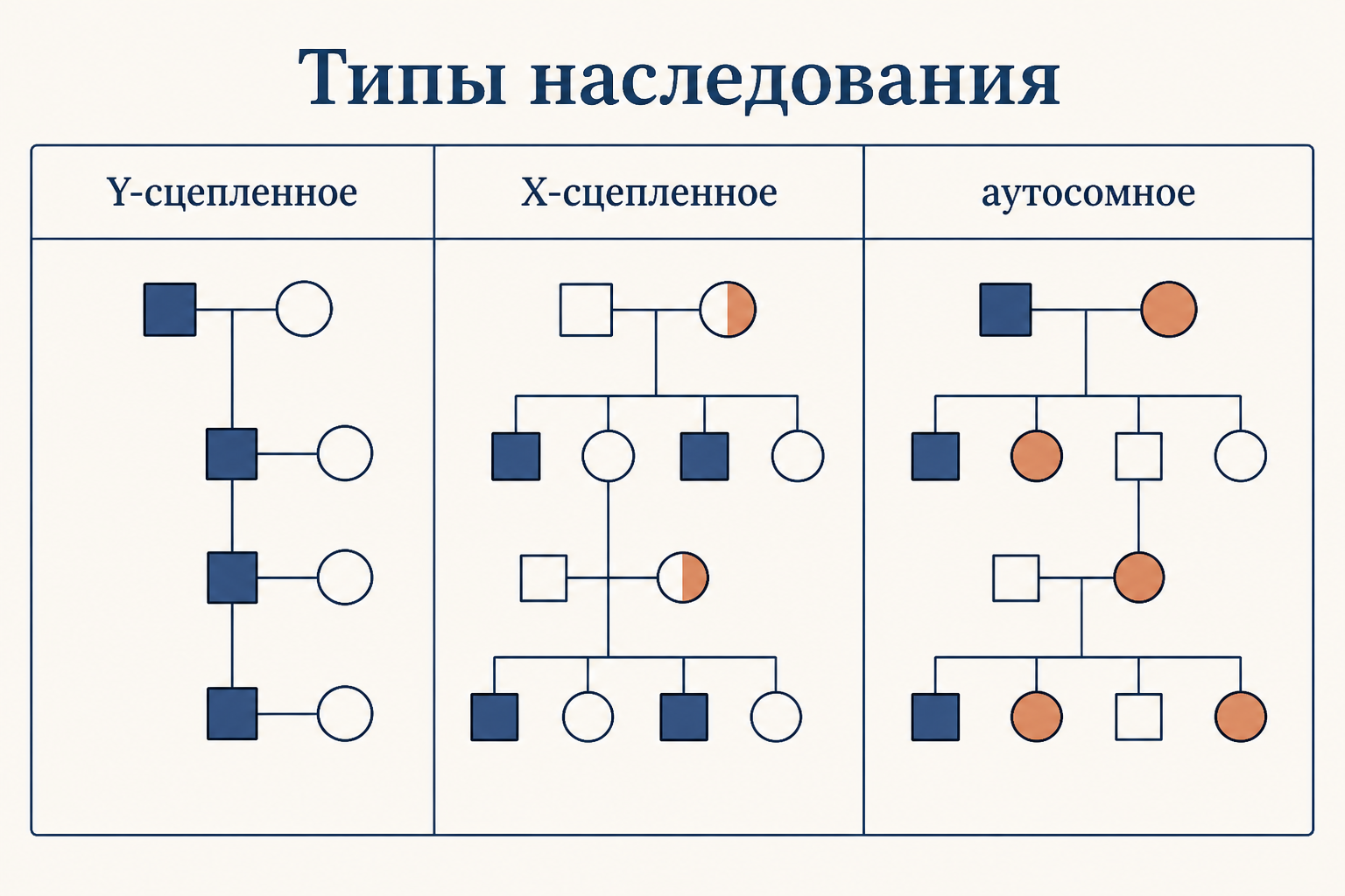 Сравнение Y-сцепленного, X-сцепленного и аутосомного наследования