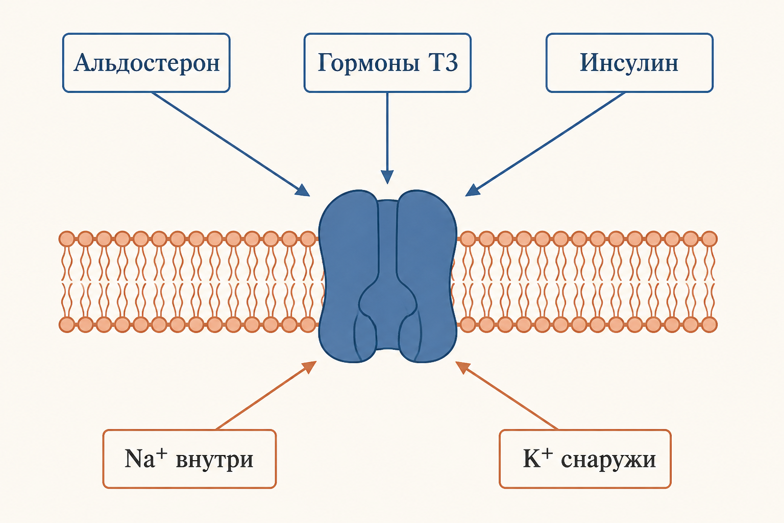 Регуляция активности Na⁺/K⁺-АТФазы