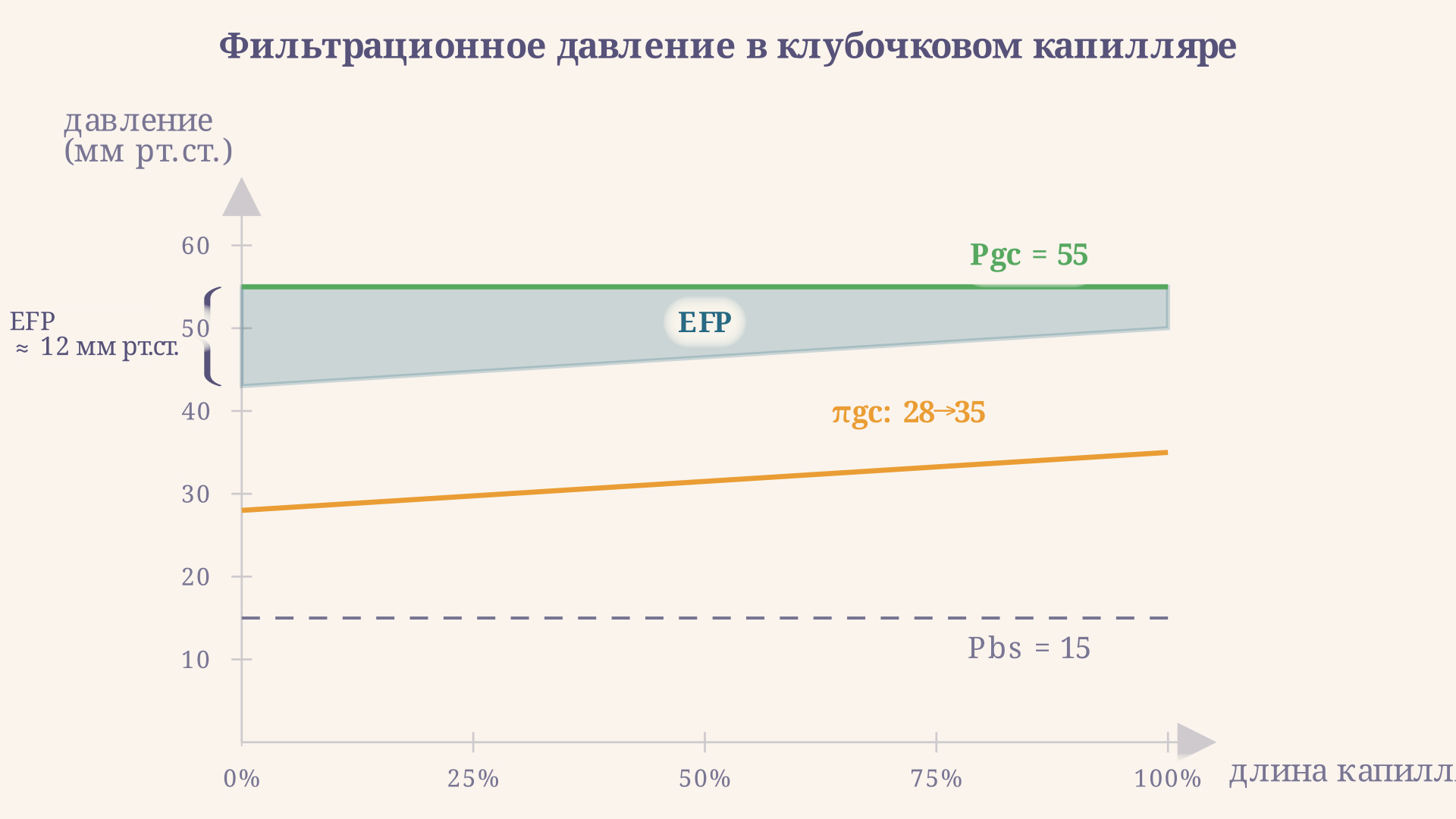 Давление фильтрации в клубочке: нарастание онкотического давления вдоль капилляра снижает эффективное фильтрационное давление от 12 до 0 мм рт.ст.