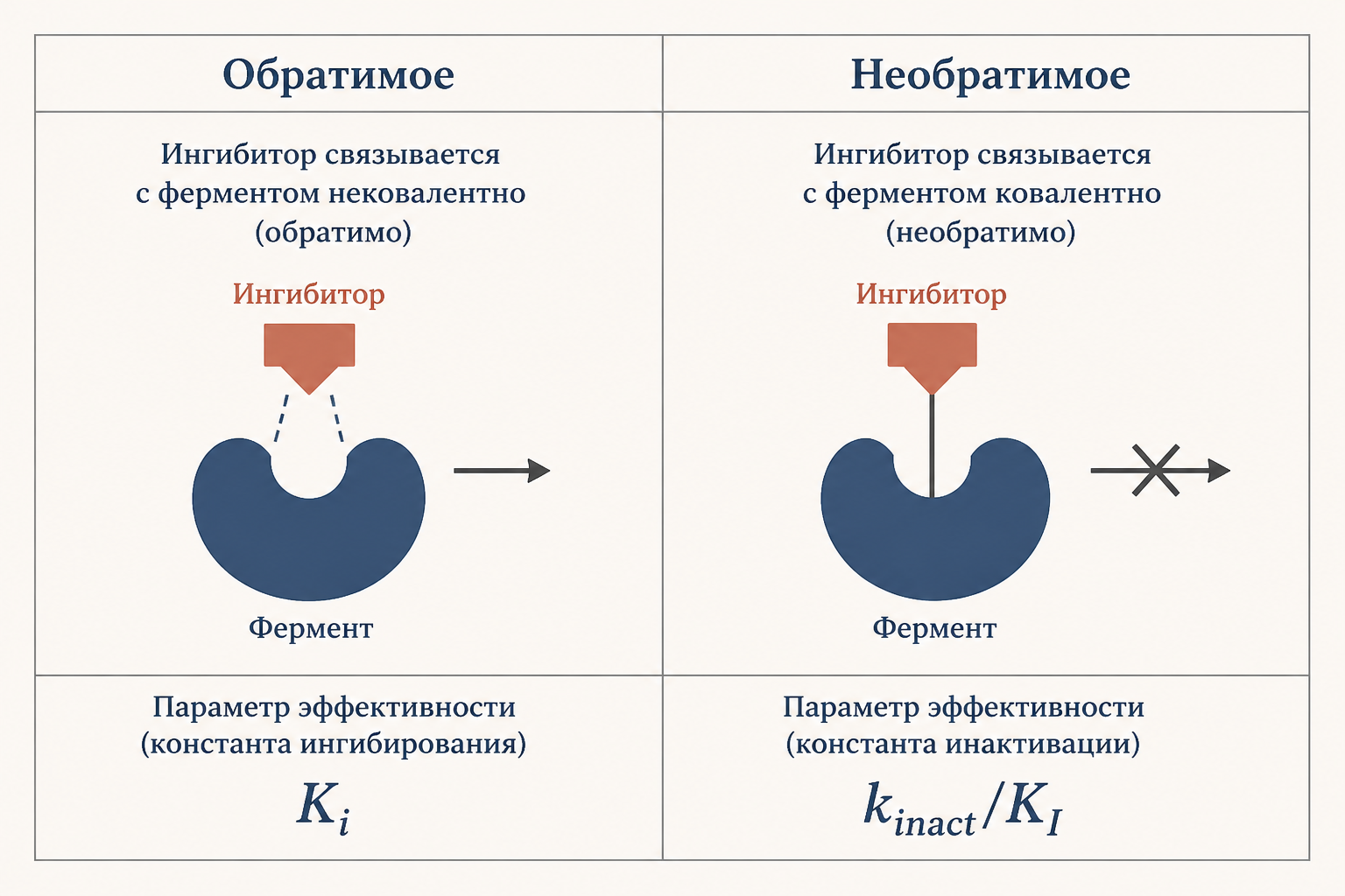 Сравнение обратимого и необратимого ингибирования ферментов