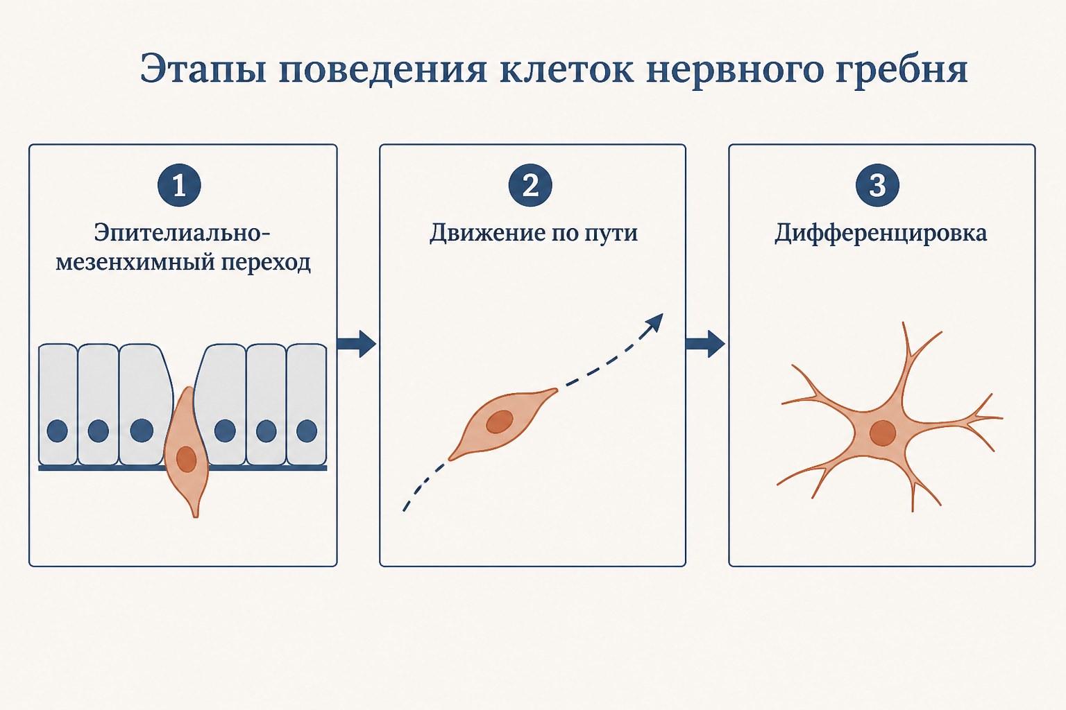 Нервный гребень закладывается на дорсальной стороне нервной трубки, клетки мигрируют по разным маршрутам к местам назначения