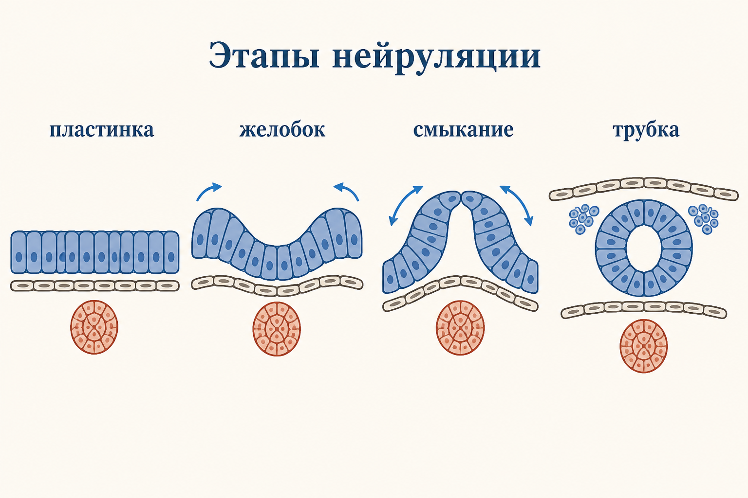 Нейруляция в поперечном срезе зародыша: плоская нервная пластинка прогибается в нервный желобок, края поднимаются и смыкаются в нервную трубку над хордой