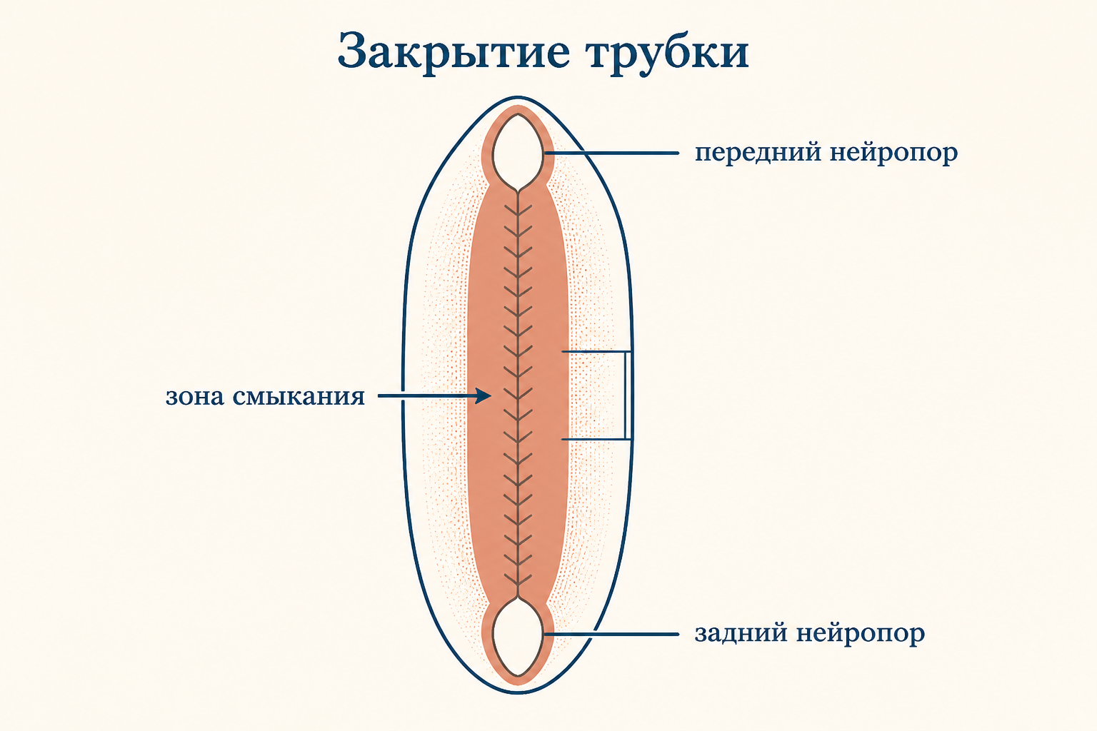 Дорсальный вид зародыша: нервная трубка смыкается от середины к концам как застёжка, оставляя открытыми передний и задний нейропоры
