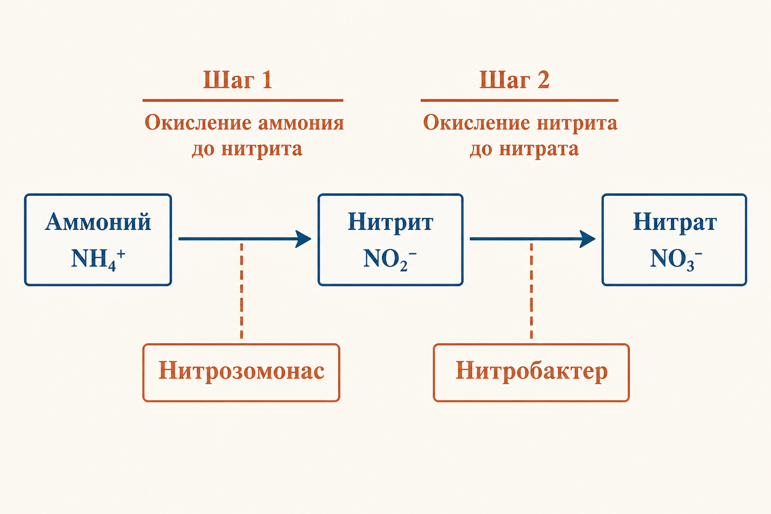Схема нитрификации: два этапа и бактерии-исполнители