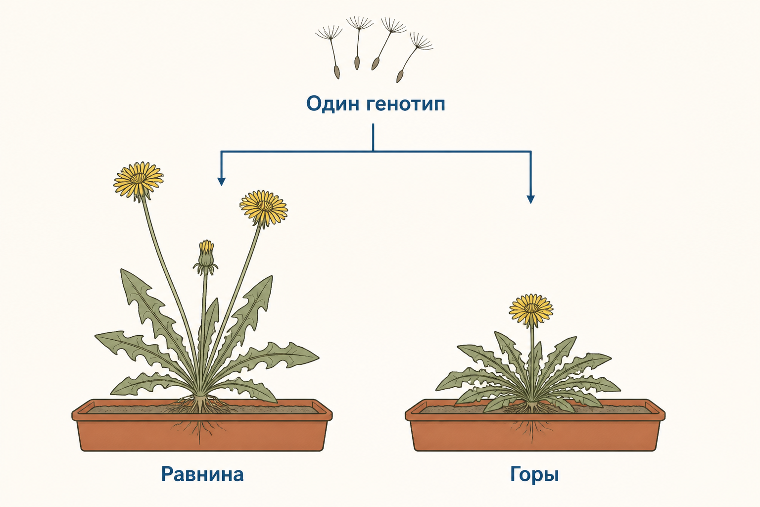 Схема опыта с одуванчиком: одинаковый исходный генотип выращивают в равнинных и горных условиях, получая разные размеры растения