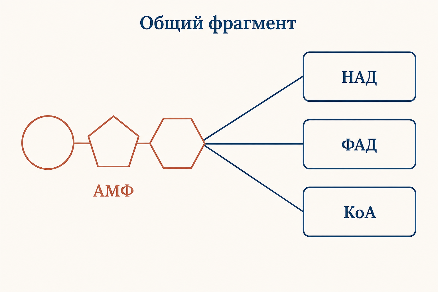 Общий адениновый фрагмент в составе коферментов НАД, ФАД и кофермента А