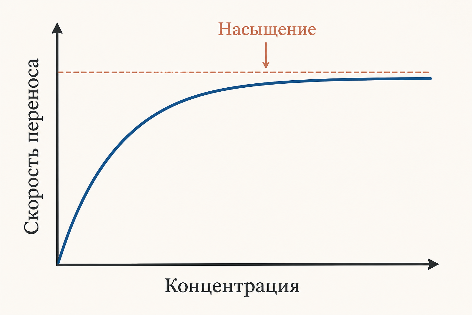 Кривая насыщения при облегчённой диффузии: плато Vmax