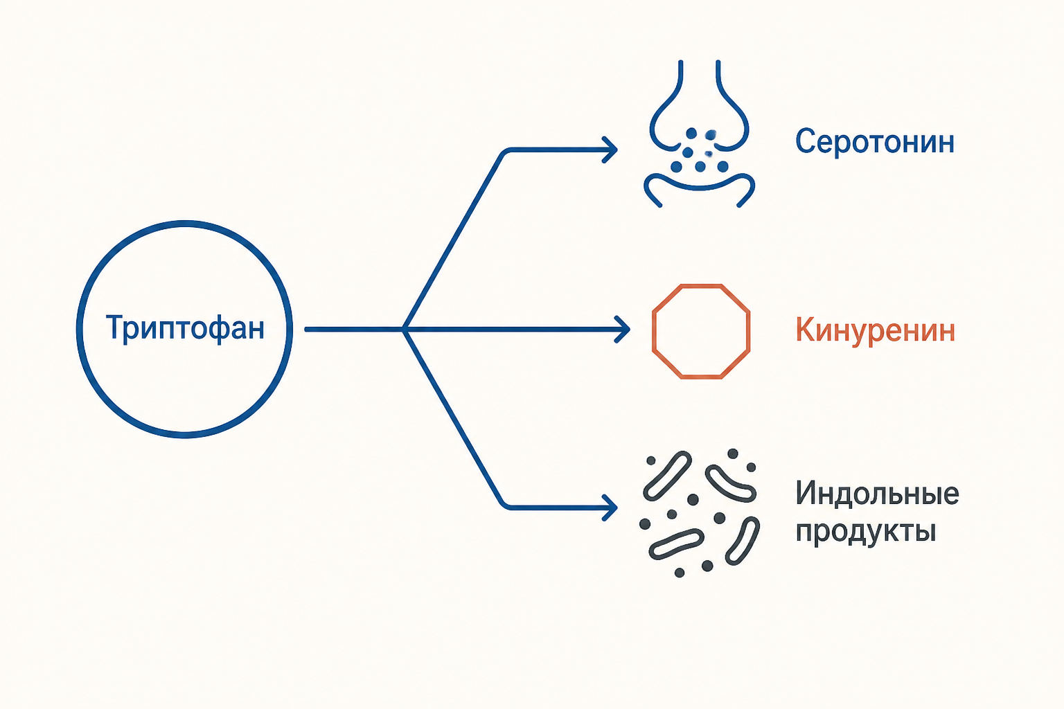 Схема обмена триптофана: от центральной молекулы расходятся три ветви к серотонину, кинуренину и индольным продуктам