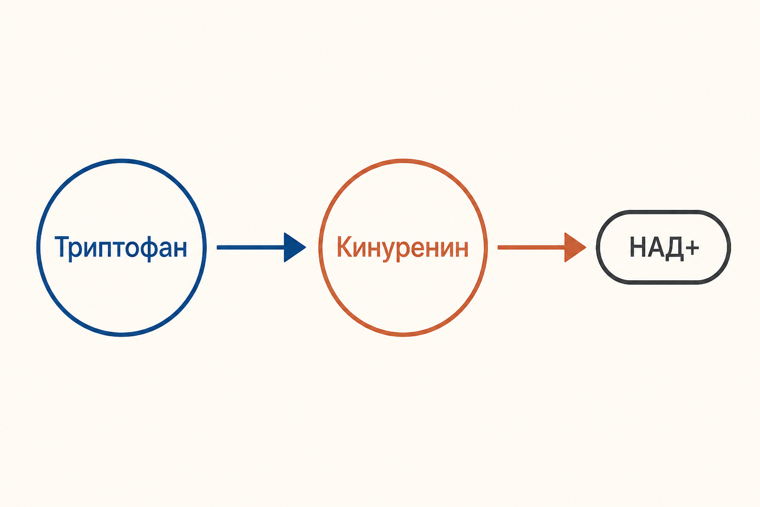 Кинурениновая ветвь: триптофан через кинуренин и хинолиновую кислоту ведёт к никотинамидным коферментам