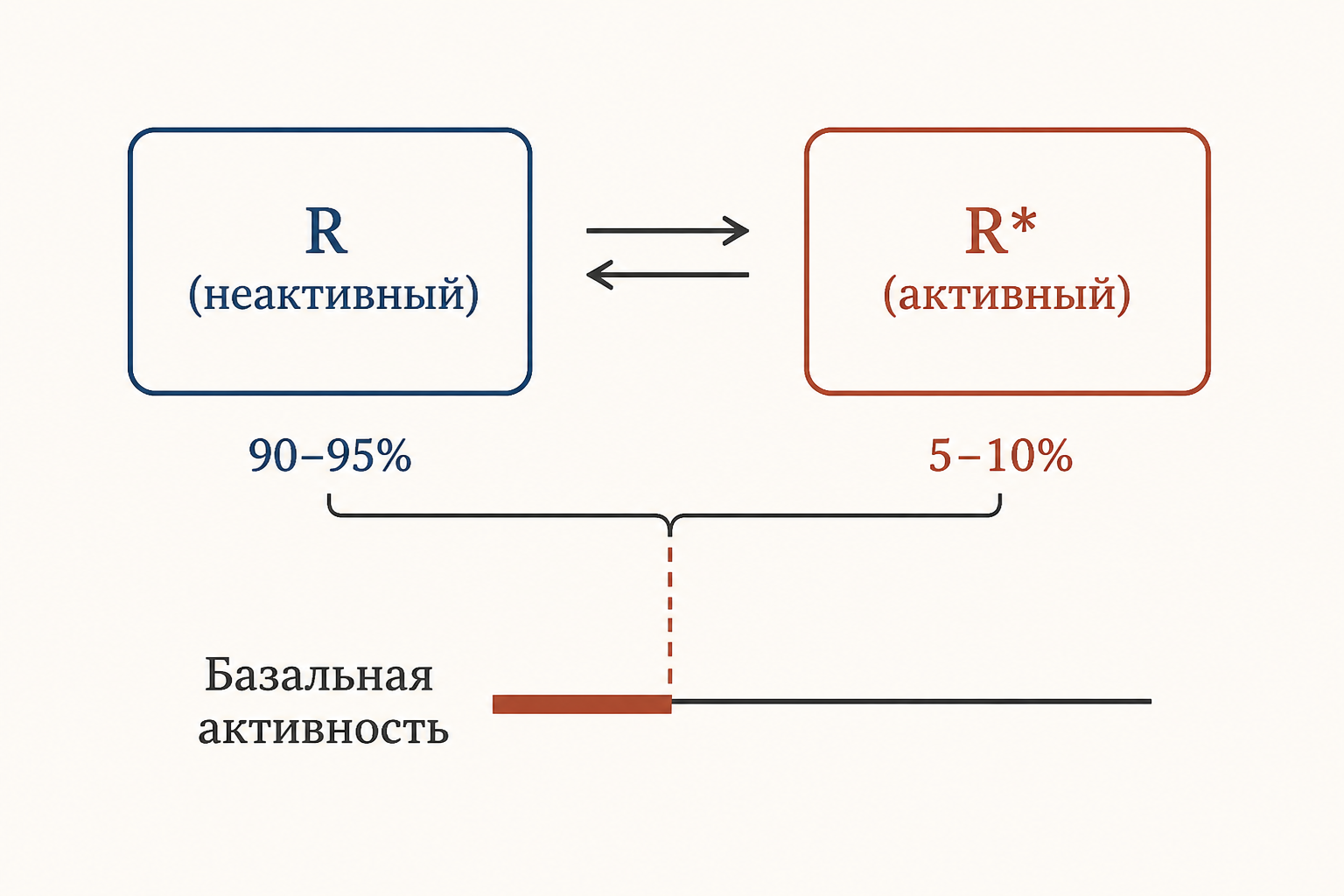 Схема равновесия конформаций рецептора R и R* при конститутивной активности