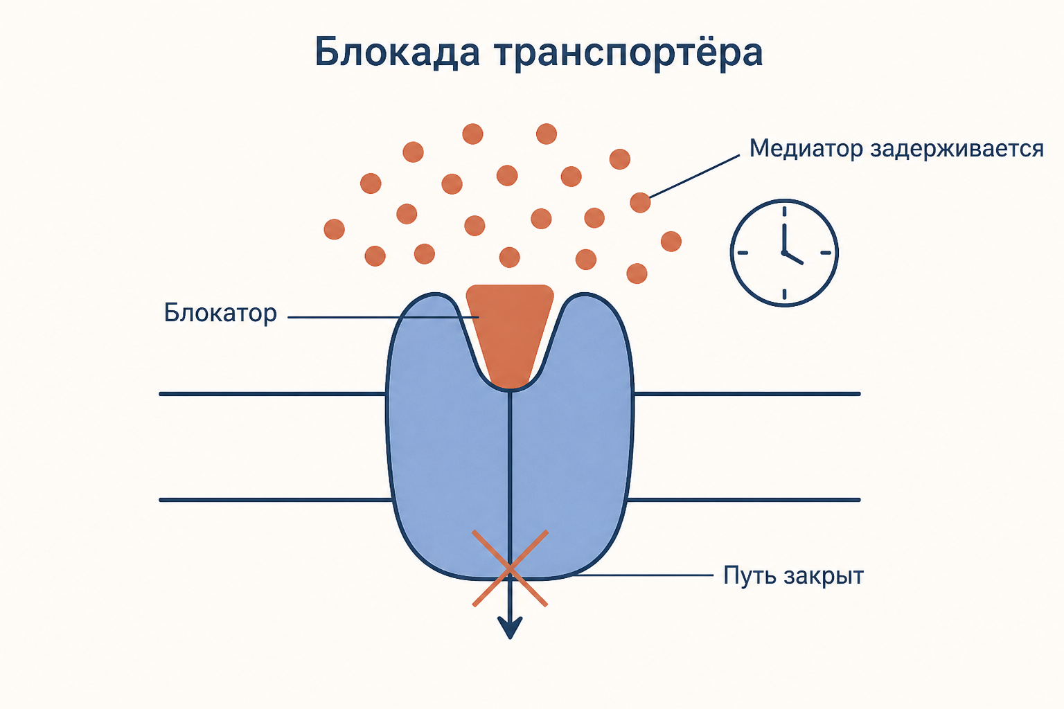 Схема заблокированного транспортёра: молекула блокатора закрывает вход в переносчик, медиатор накапливается в щели и задерживается там дольше обычного
