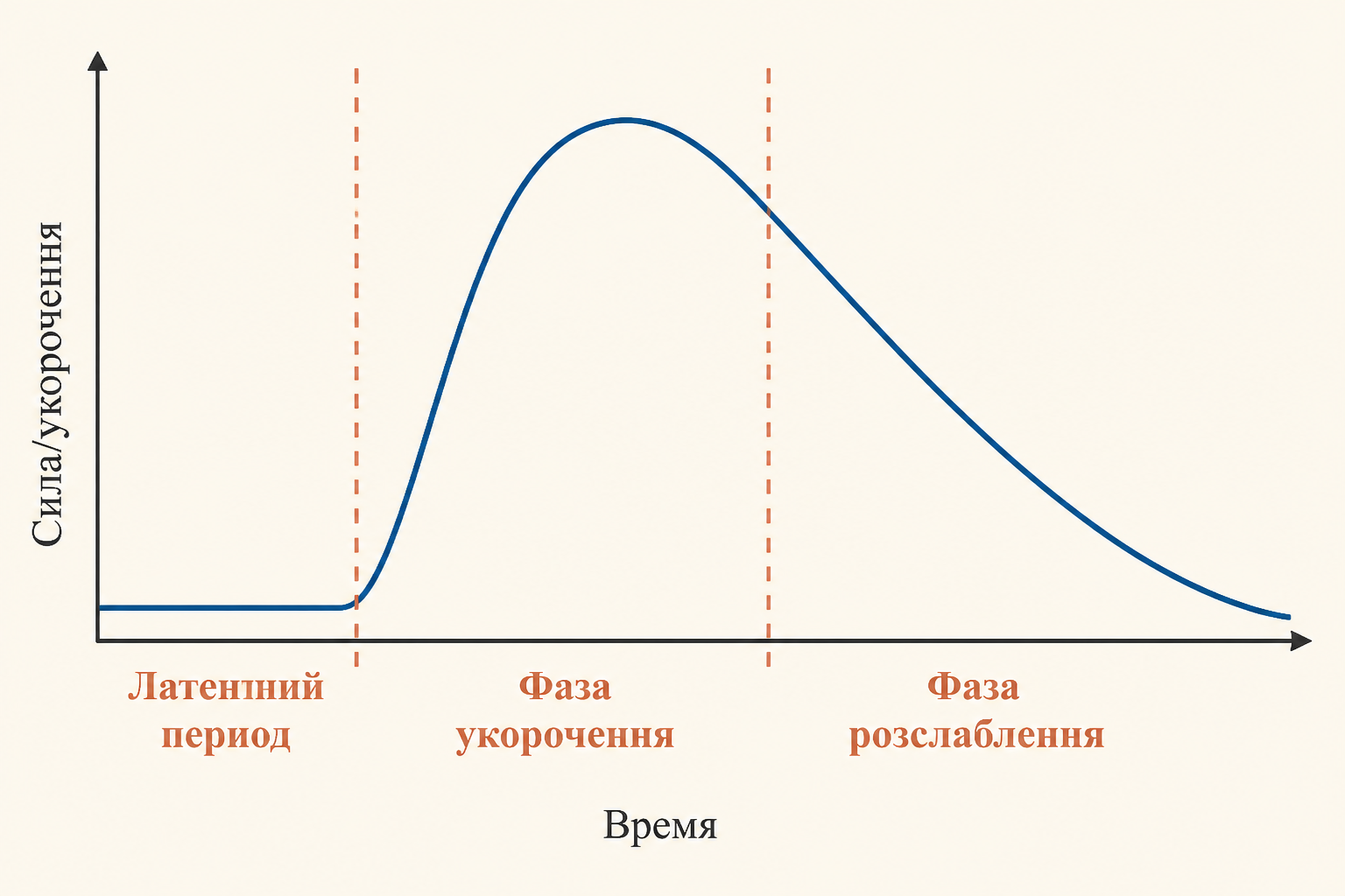Миограмма одиночного сокращения мышцы: три фазы на кривой