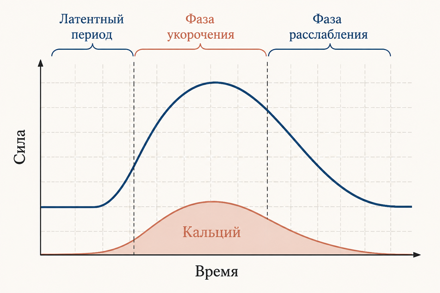 Фазы одиночного сокращения мышцы: латентный период, укорочение, расслабление