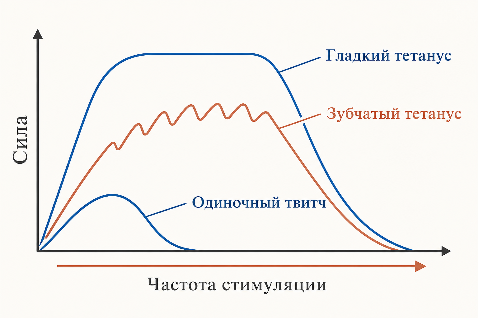 Суммация и виды тетануса: от одиночного твитча до гладкого плато