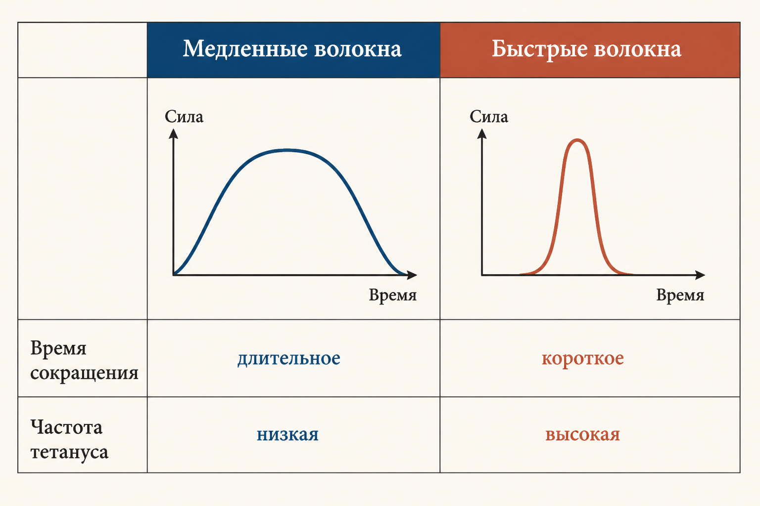 Сравнение параметров твитча у медленных и быстрых мышечных волокон