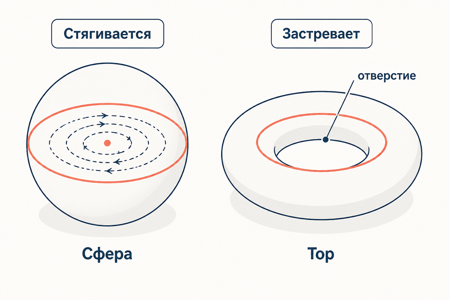 Схема односвязности: петля на сфере стягивается в точку, петля на торе застревает вокруг отверстия