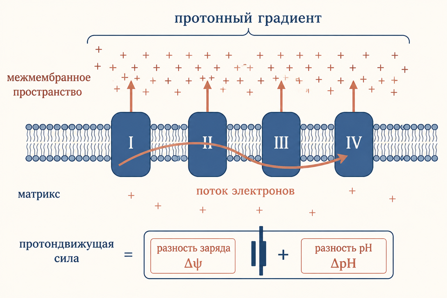 Хемиосмотическая теория: дыхательная цепь качает протоны в межмембранное пространство, а АТФ-синтаза пропускает их обратно, синтезируя АТФ