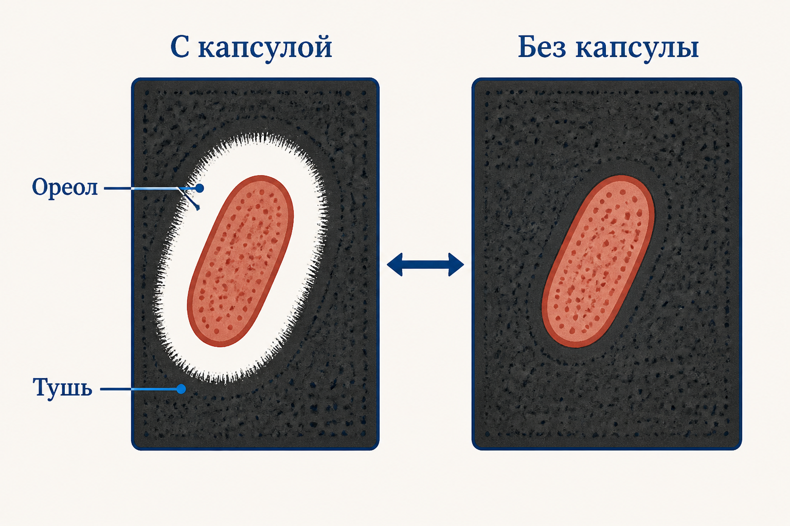 Схема негативного контраста: тёмный фон туши, светлый ореол капсулы, окрашенная клетка