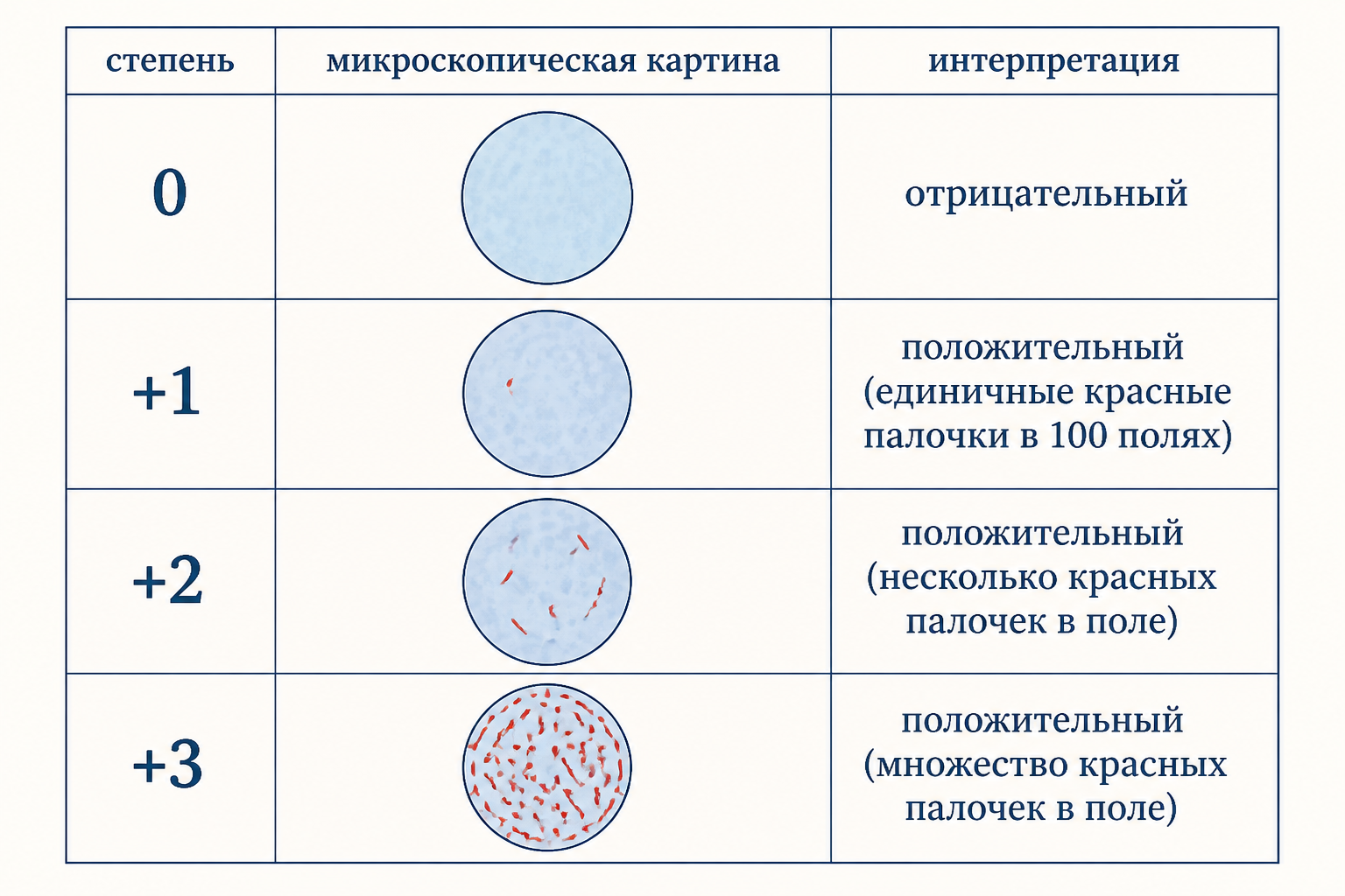 Интерпретация результатов бактериоскопии: шкала от 0 до +3, примеры микрофотографий