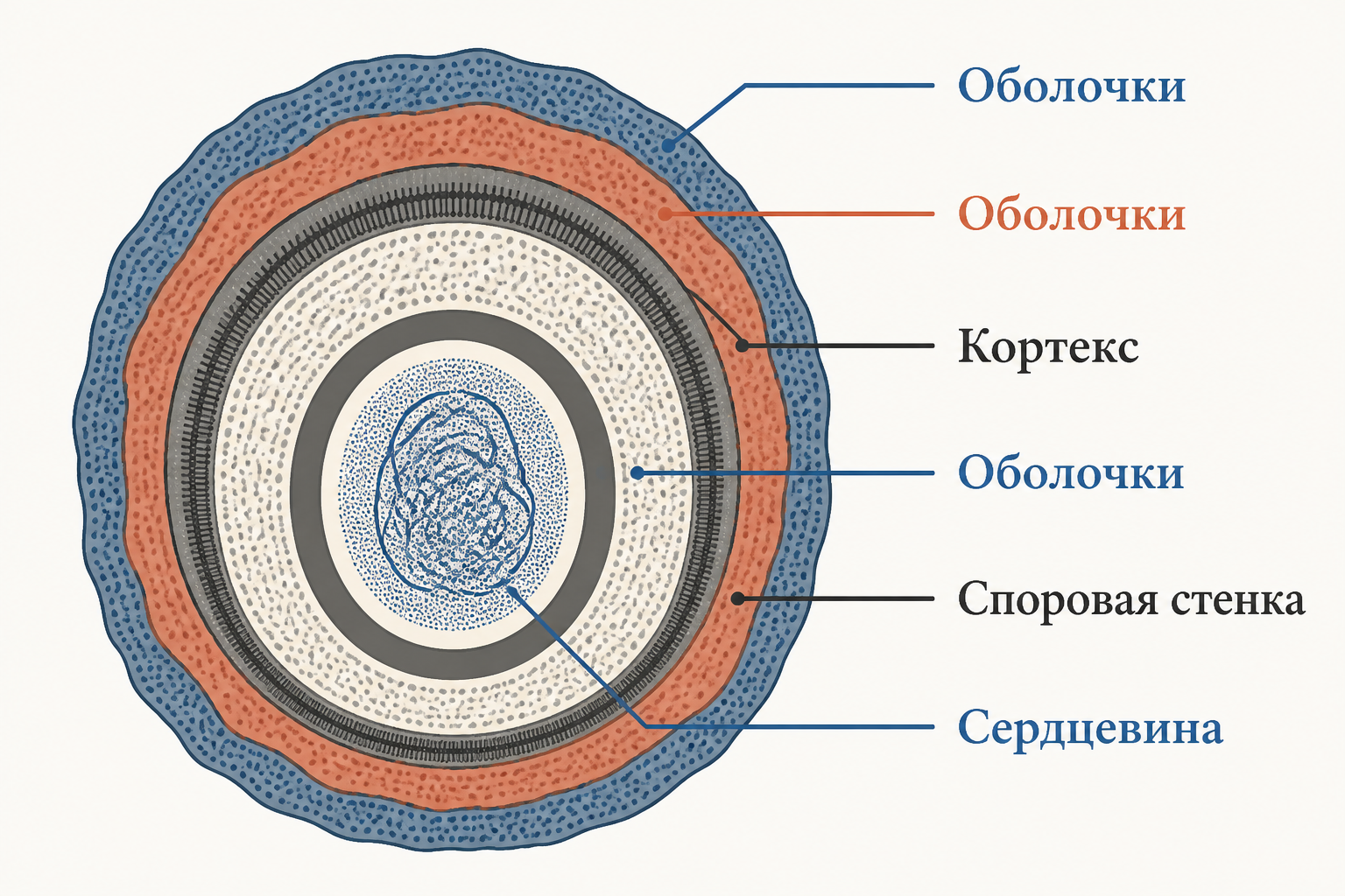 Схема строения эндоспоры: кортекс, оболочки и сердцевина
