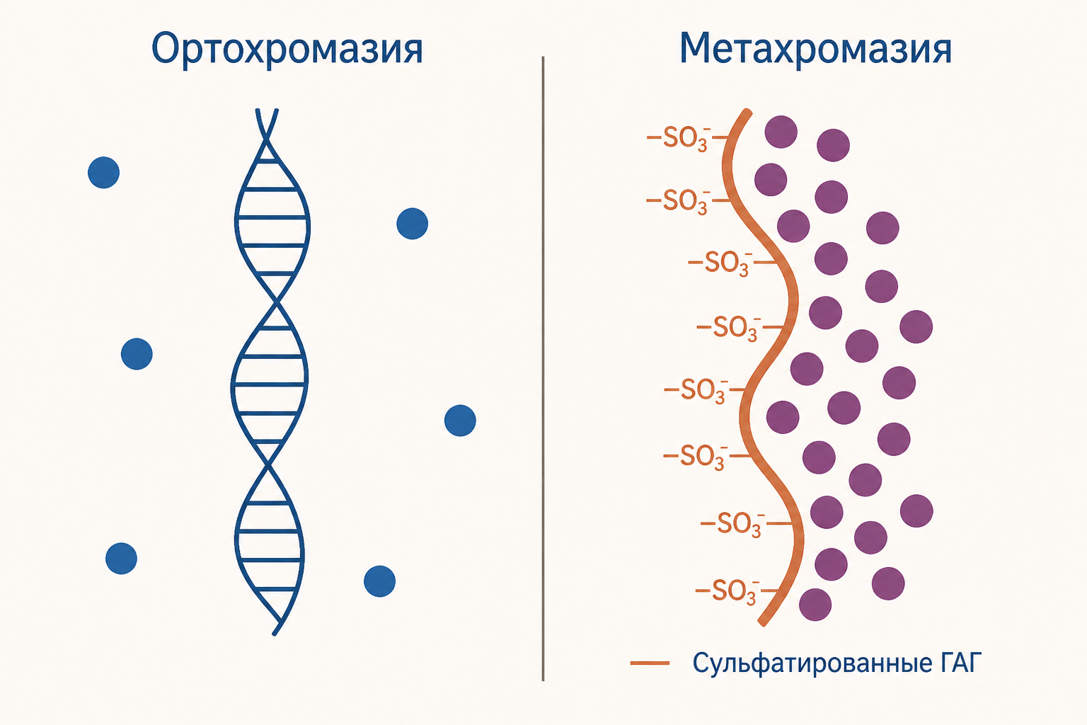 Схема ортохромазии и метахромазии: синий краситель на нуклеиновых кислотах и красно-фиолетовый на сульфатированных гликозаминогликанах