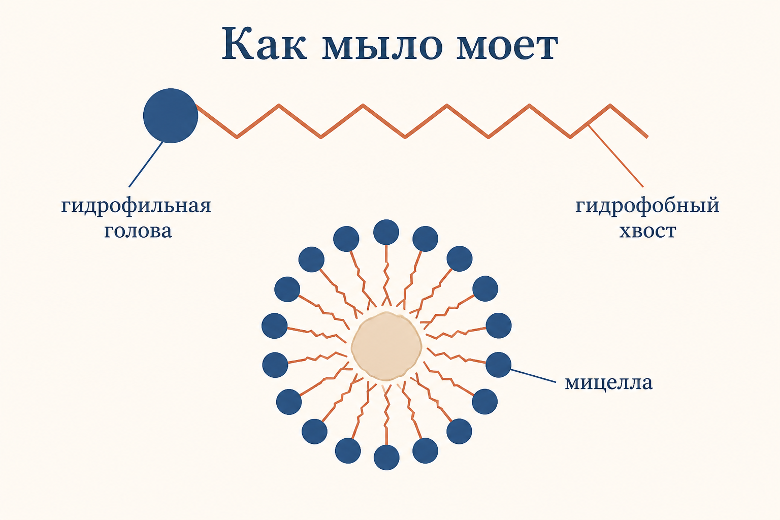 Строение молекулы мыла: гидрофильная голова, гидрофобный хвост и мицелла вокруг капли жира